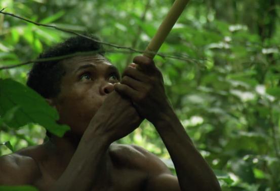 黄喉捕猎猴子全过程,野外捕杀猴子纪录片