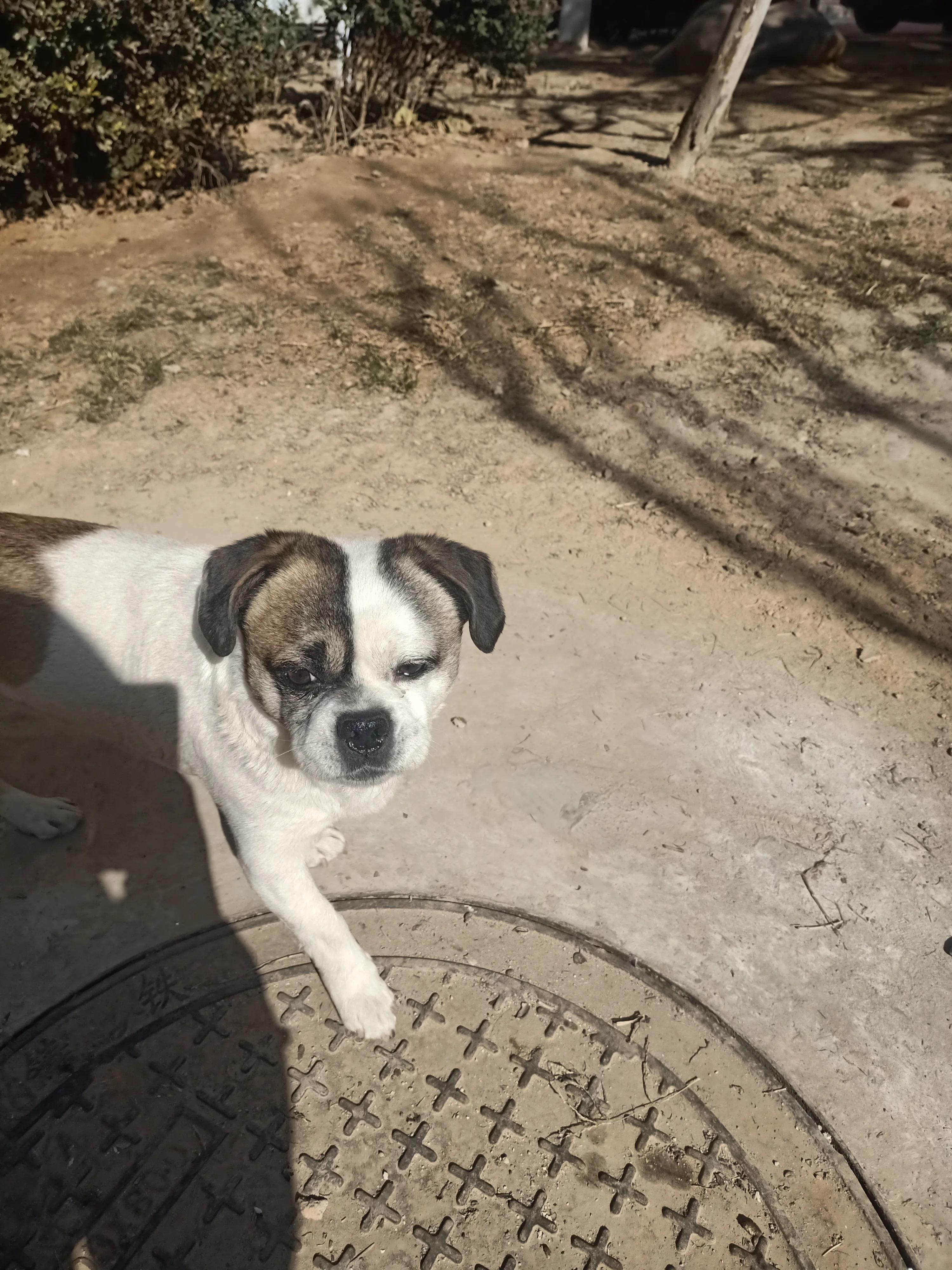 狗狗没有朋友怎么办,狗狗没有食物怎么处理