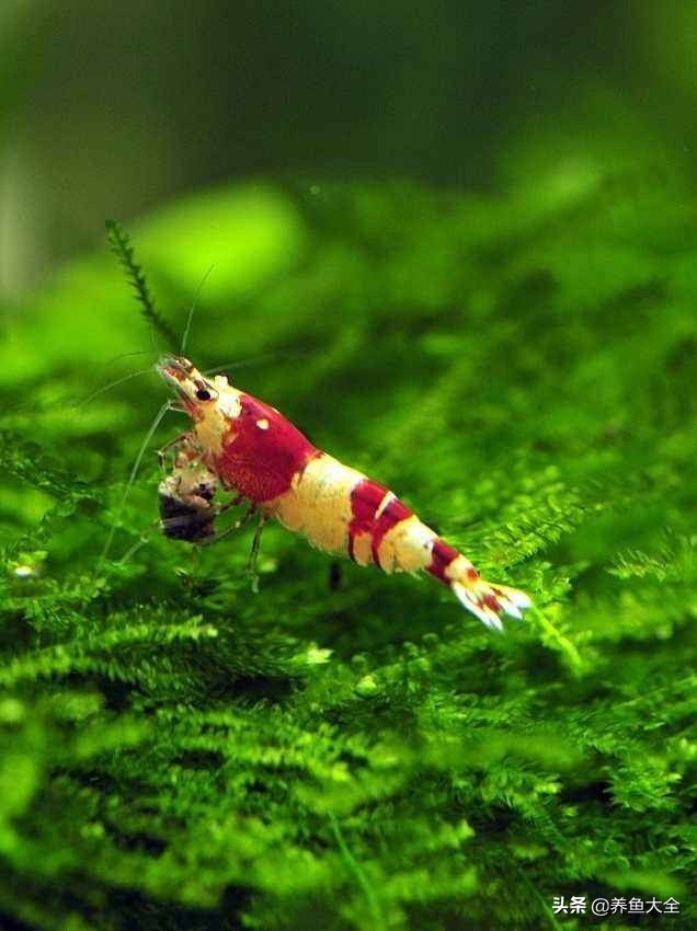 虾爆缸怎么办,极火虾怎么快速爆缸