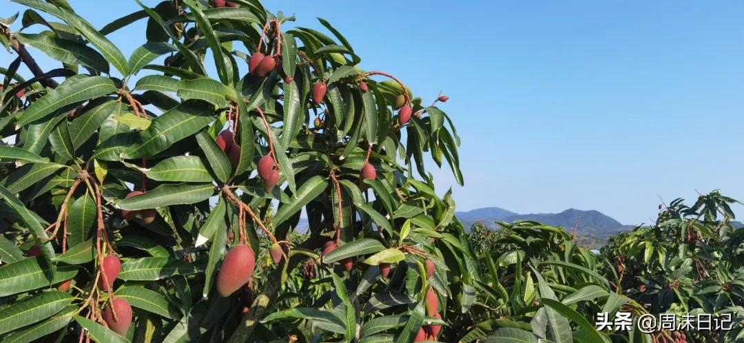 爆甜贵妃芒海南三亚,少吃点饭给榴莲留点空间
