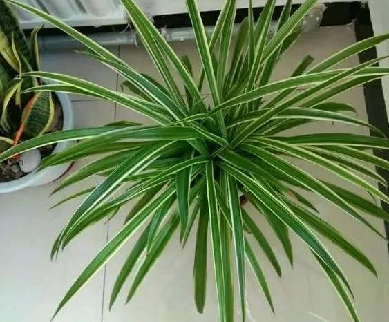 十大耐旱又好养的盆栽大植物,什么植物长得慢好养又好看