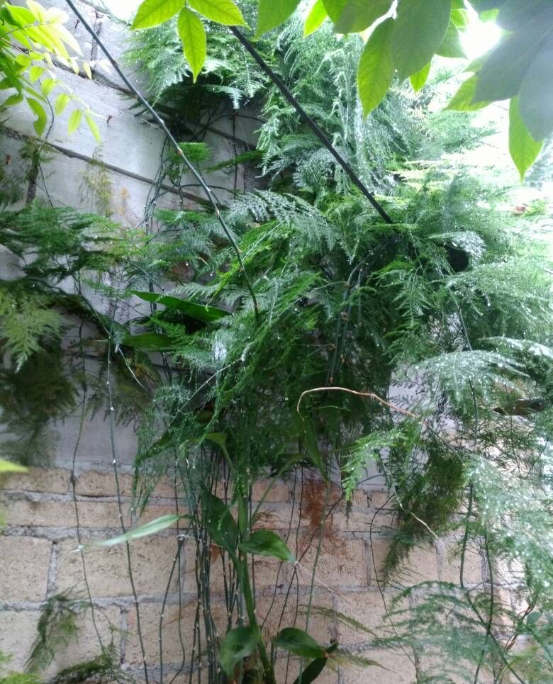 文竹黄叶了,通过4个方法来改善,枝叶鲜绿,越来越旺