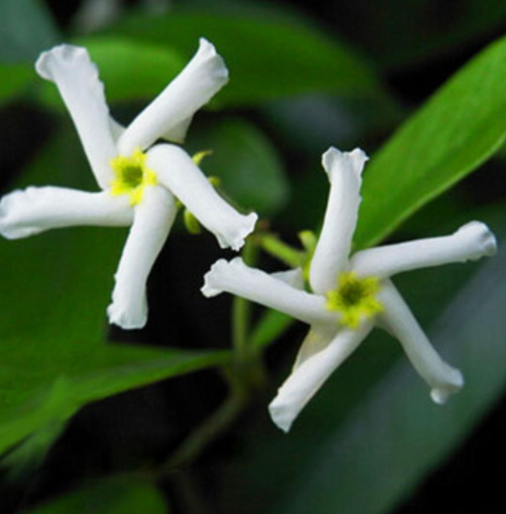 汁液有毒的植物有哪些,盆栽植物汁液有毒