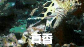 它“避得了邪”，却护不住自己