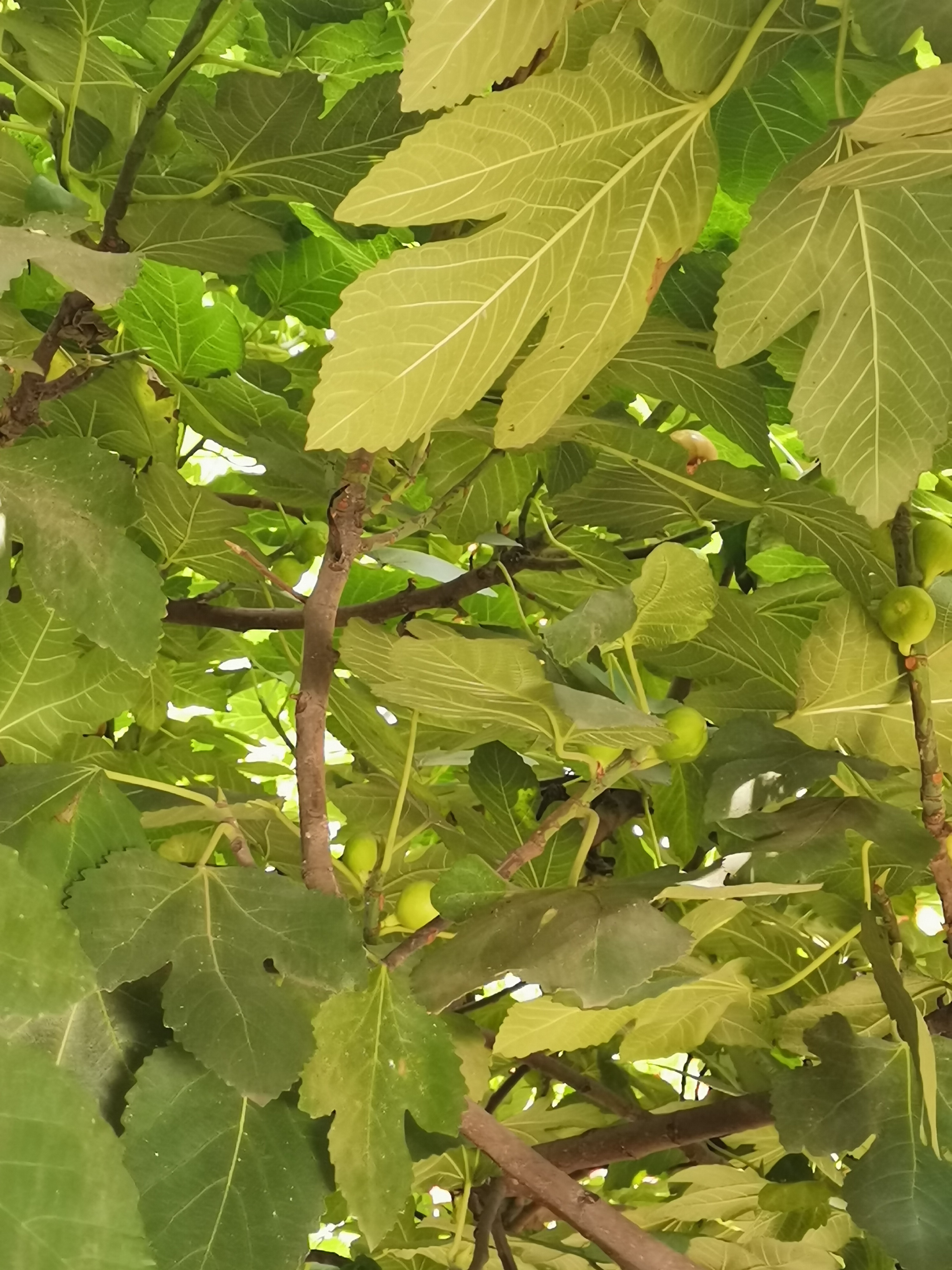 今晚刚种的无花果怎么会落果,盆栽无花果为什么果实干了