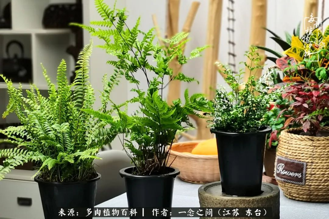 遇见花开蓝莓糖,遇见花开蔬菜沙拉酱
