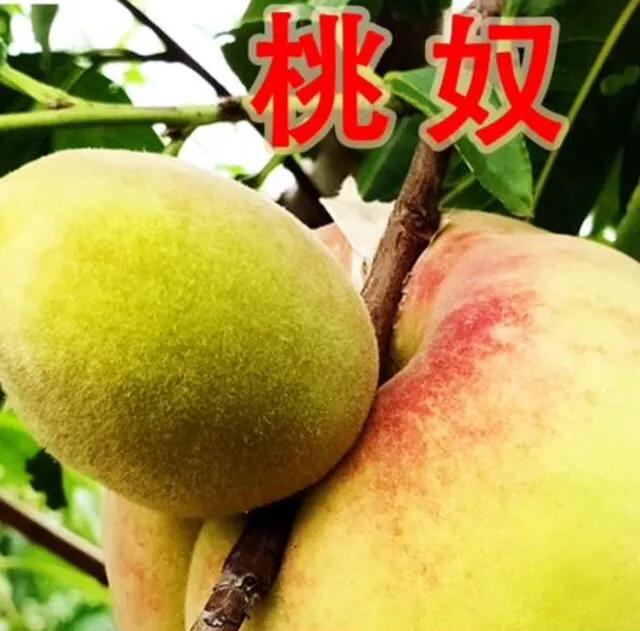 桃奴为什么那么贵,如何解决桃奴现象