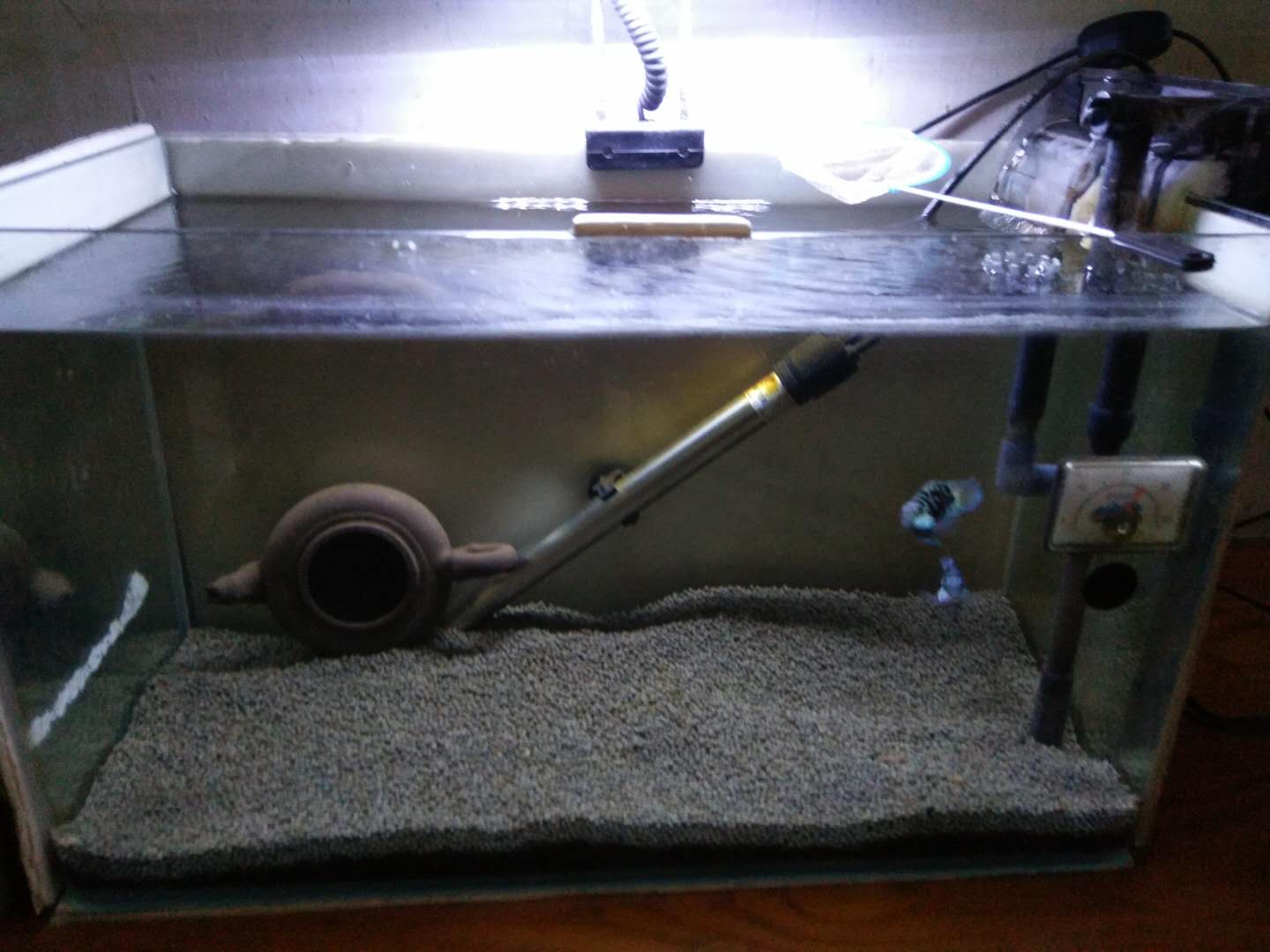 养观赏鱼如何避免繁殖,用什么样的方法养观赏鱼不死