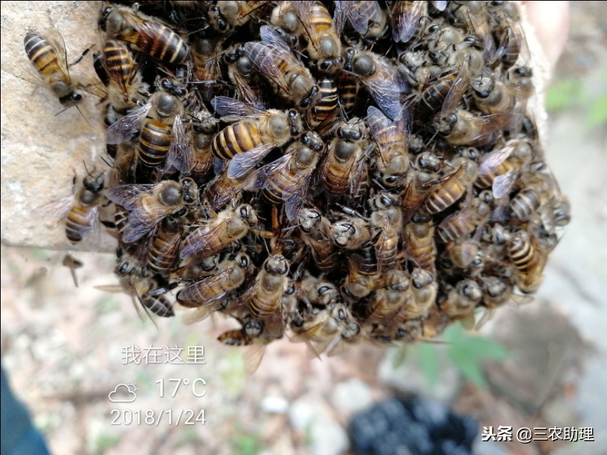 家养野蜜蜂为什么打架,新诱来的蜜蜂与老蜂打架怎么处理