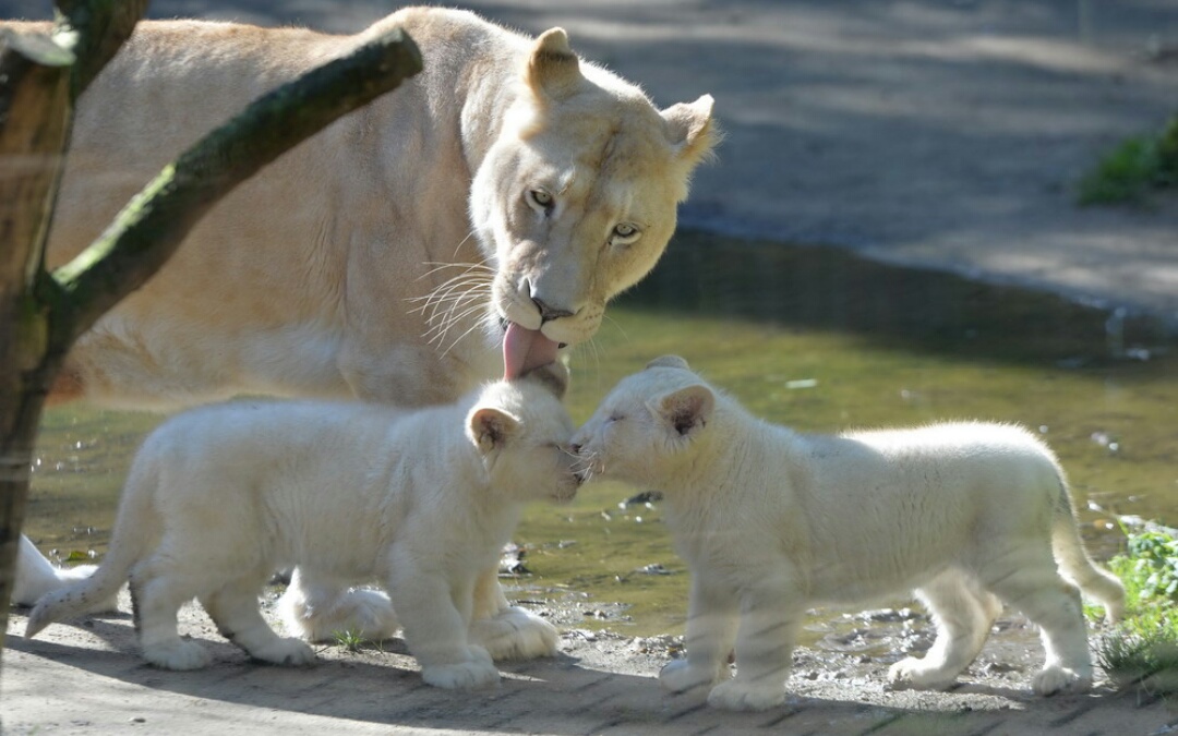 世界唯一一只白色大熊猫,世界上唯一一只白黄色大熊猫