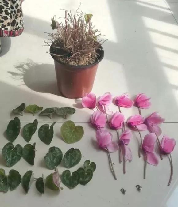 什么花最好养最耐阴,什么花最好种又耐阴