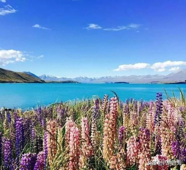 引入活青口贝、鲜帝王鲑,新西兰海产出口商的新生力量!