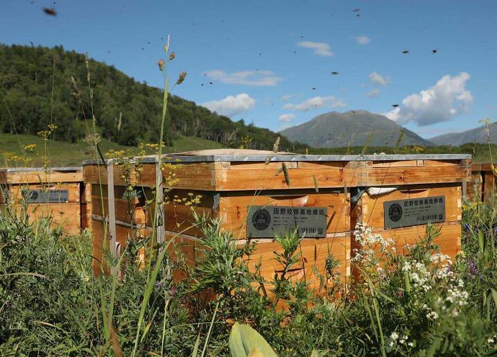 蜜蜂是怎么采蜜的简单过程,蜜蜂是怎样采蜜的在哪采蜜