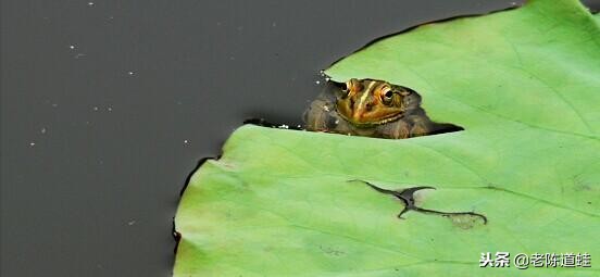 藕蛙共生养殖技术,莲藕青蛙泥鳅立体养殖技术