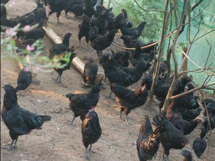 鸡感冒到底是怎么回事?今天咱们就把感冒说清楚