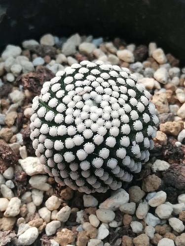 品种大全丨30个仙人球品种图鉴，每个都可爱肉萌到想要全部搬回家