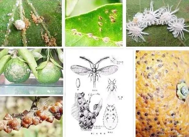 草履蚧预防季节,防窥膜看久了眼花