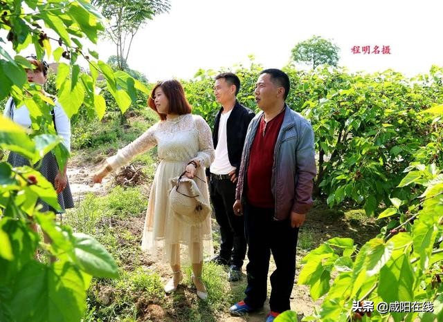 咸阳人:周末,到兴平摘桑葚走!