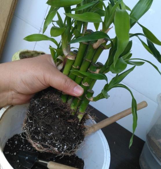 怎么防止盆土板结,盆土板结最简单方法