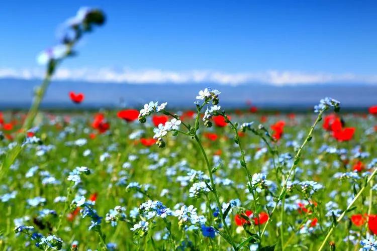 伊犁最美的50处绝色美景,伊犁最美的小众景点