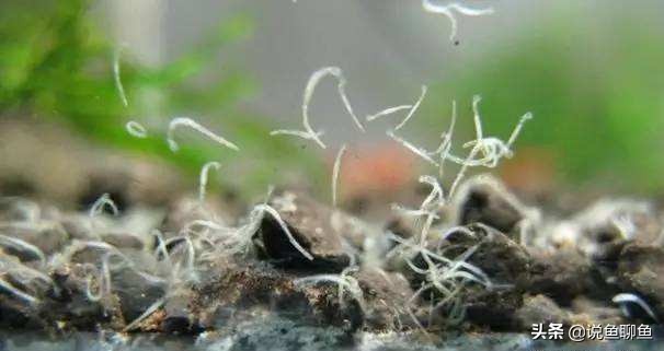 鱼缸里的蛋白虫浇花有危害吗,鱼缸蛋白虫怎样彻底清除