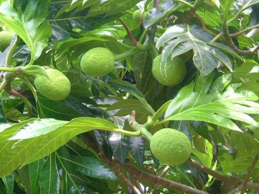 百种味道的果子,四季百种果子图片