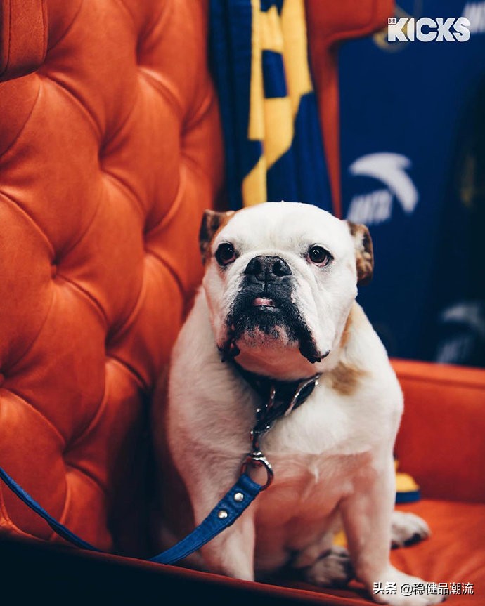 安踏为nba球员打造的球鞋,安踏柴犬配色球鞋