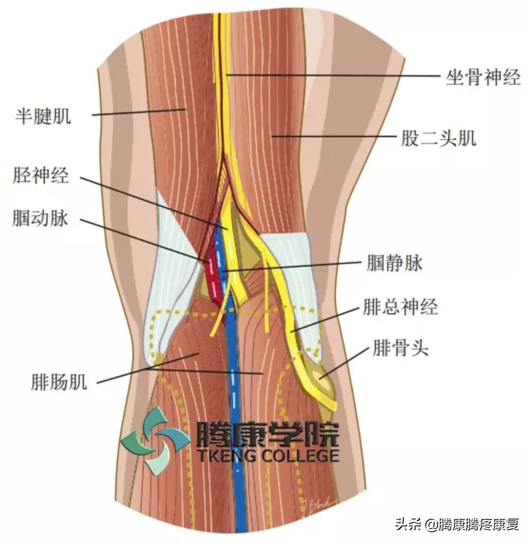 下肢常见神经损伤后表现