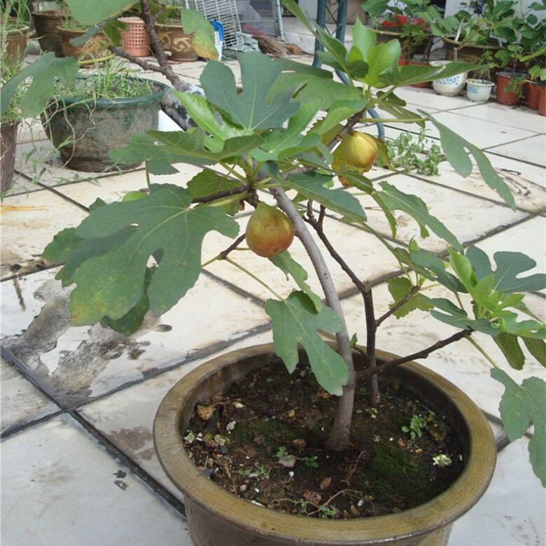 如何让无花果硕果累累,无花果怎么养护硕果累累