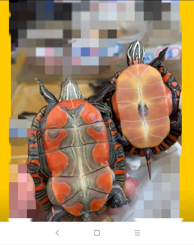 东锦和西锦龟不加温行吗,初学者养鱼的日记