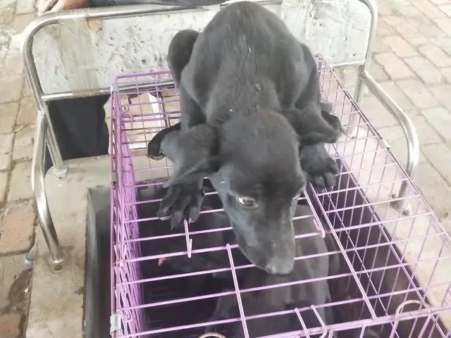 开封杨丰宠物市场最新价格信息,开封杨丰宠物市场现在开着吗