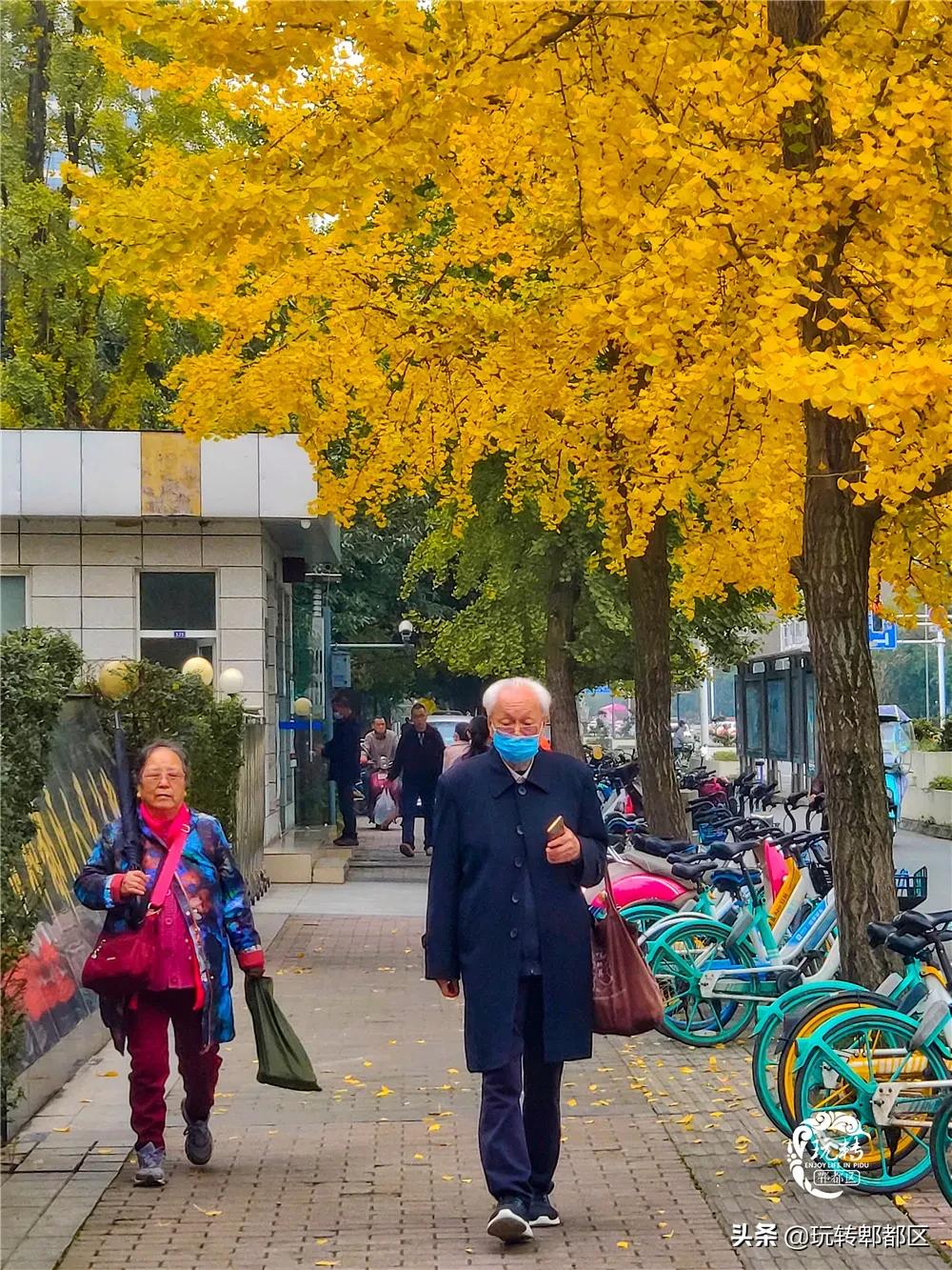 郫都区十大银杏打卡地,郫都区看银杏最好的地方