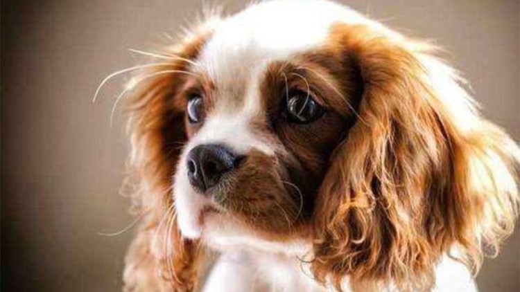 狗子夜里不睡觉咋办,狗子总是趴着想睡觉不愿起来玩