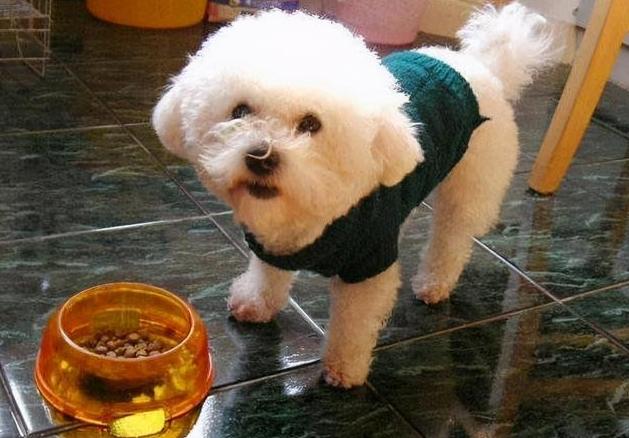 比熊犬有什么好处和坏处,怎么让比熊犬寿命更长