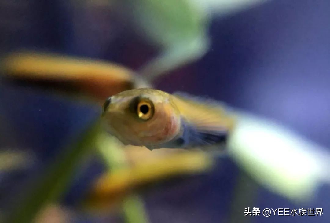 这些常见的观赏鱼饲料，你用过几种