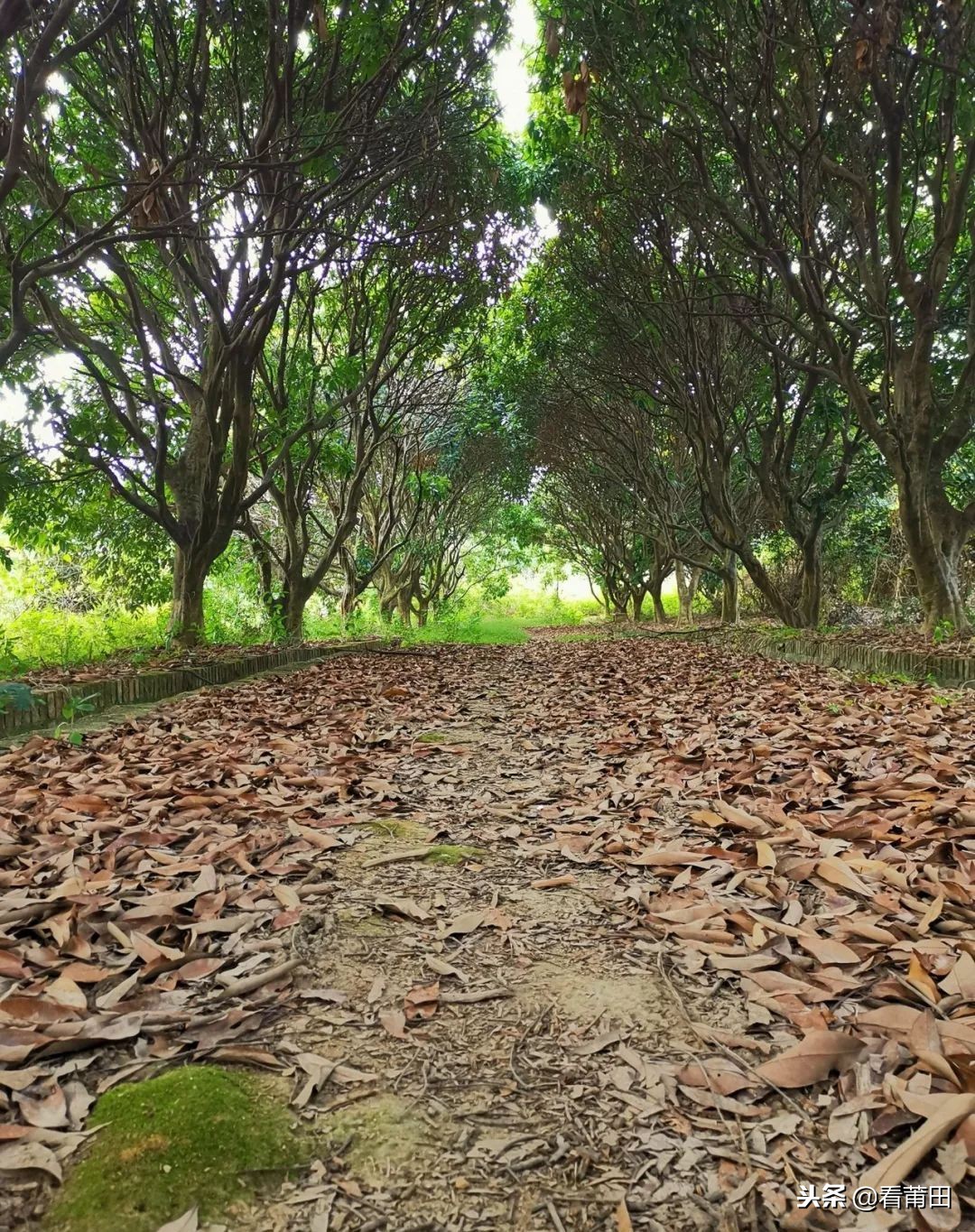 莆田快乐农庄以前的样子,莆田快乐农庄建什么