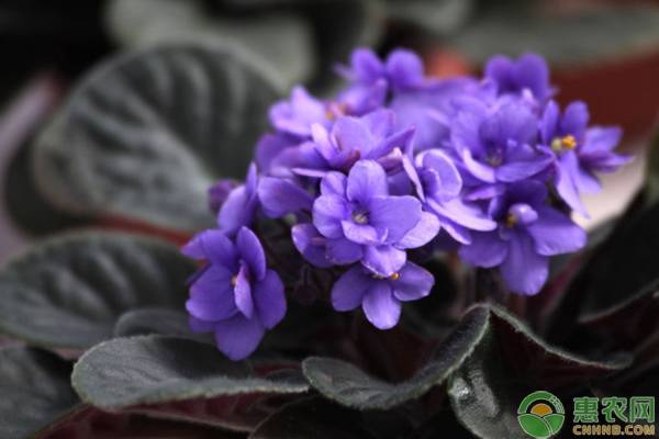 紫罗兰的种类有多少种图片,紫罗兰都有哪些品种图片及价格