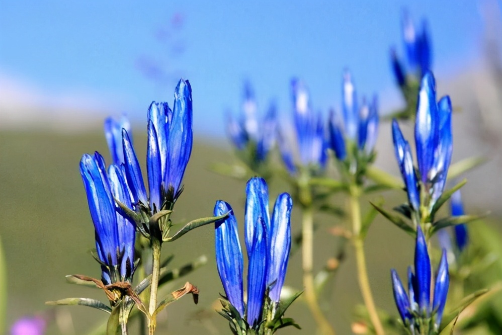 神农本草经中的药材图片,神农本草经高清彩图