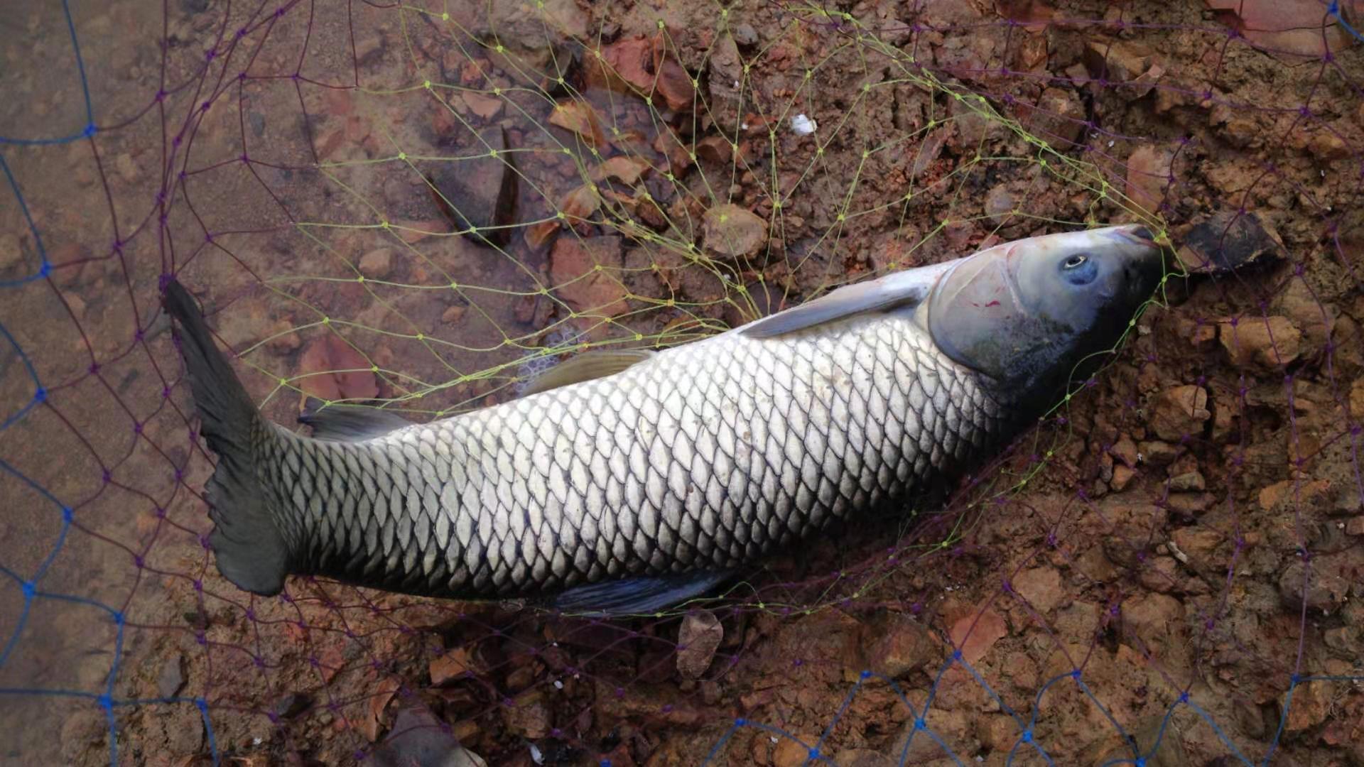 水库野钓草鱼钓浮还是钓底,李大毛野钓水库草鱼饵料