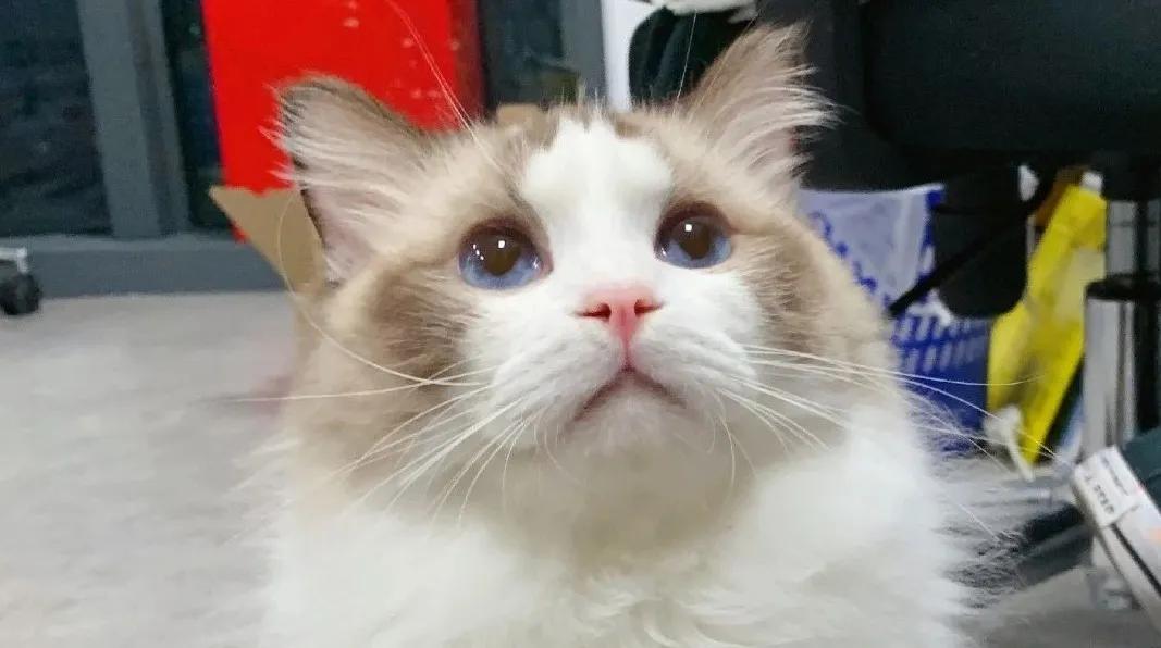 猫吃完药之后吐白沫是什么原因,猫吃完药吐白沫正常吗