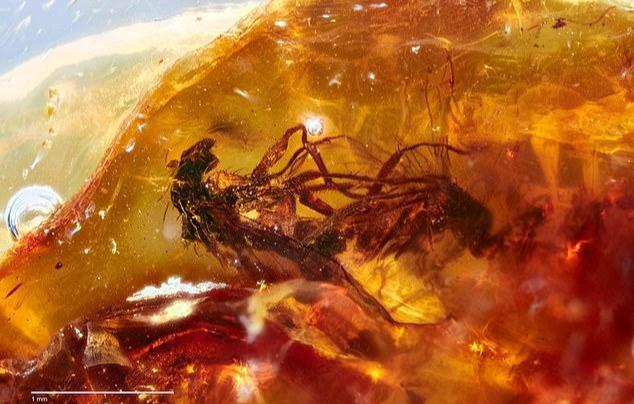 科学家发现巨型精子,人类发现精子