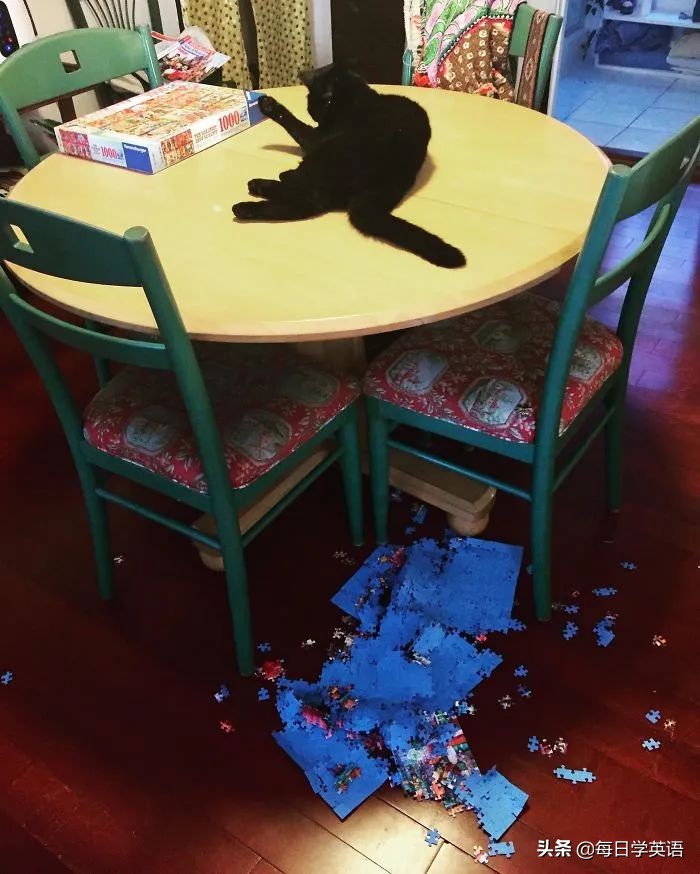 如何和家猫互动,怎样和猫共同拼图