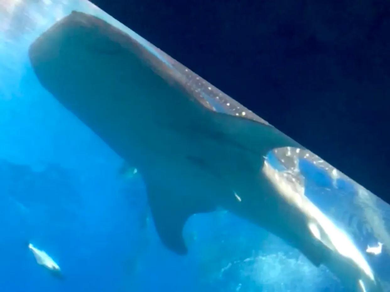 珠海长隆游玩攻略和时间,一月珠海长隆游玩攻略三天两晚