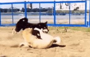 赌100袋辣条,赌十包辣条