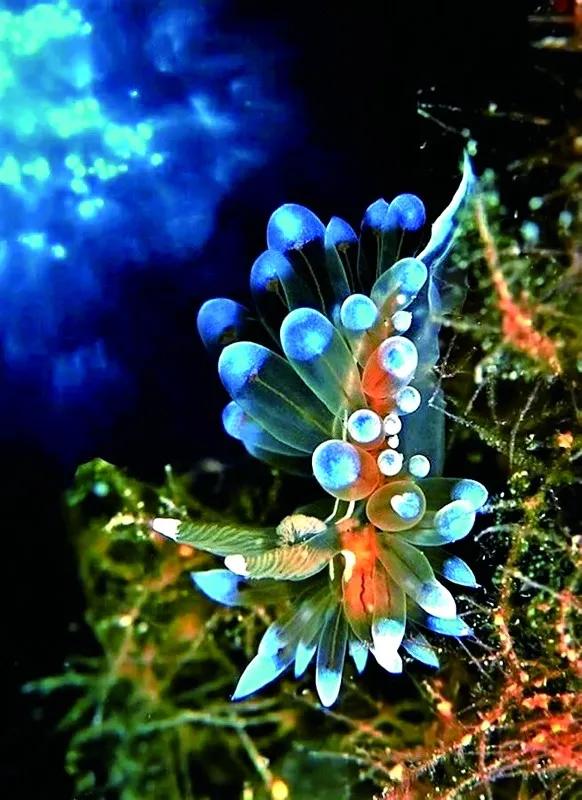 原来那片荧光海是真的存在的,荧光大海