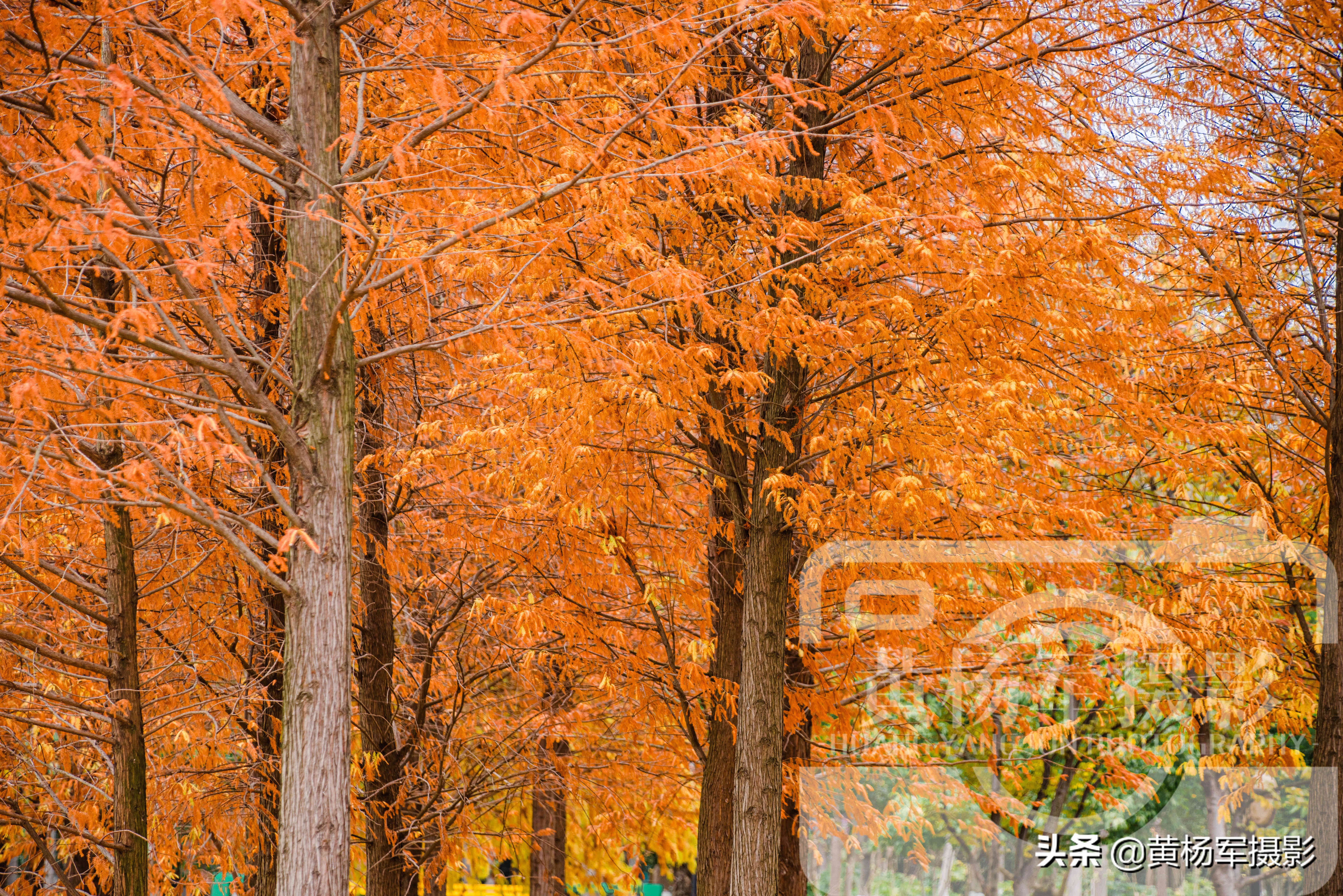 水杉里的活化石,最美的水杉树