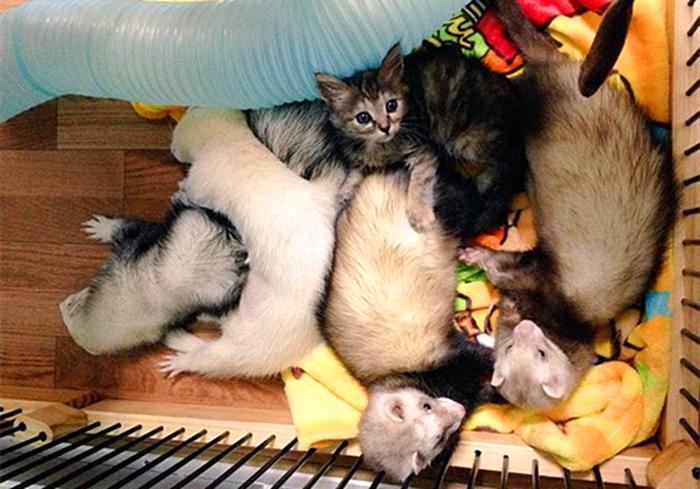 猫也会被带歪！跟着雪貂混日子，流浪猫都活成了“貂样”