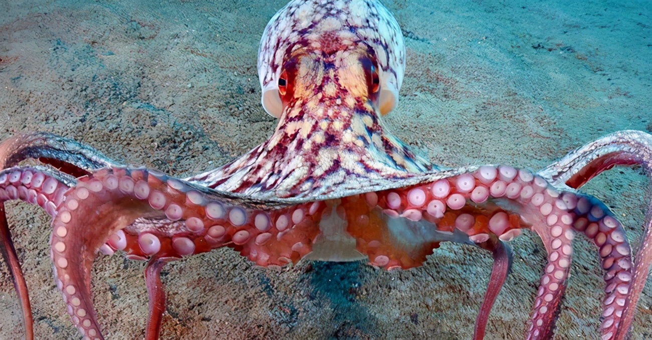 汉字探源尤字,汉字探源完整版