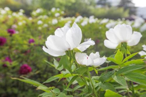 西安的夏天是什么颜色的,西安的春天有多美