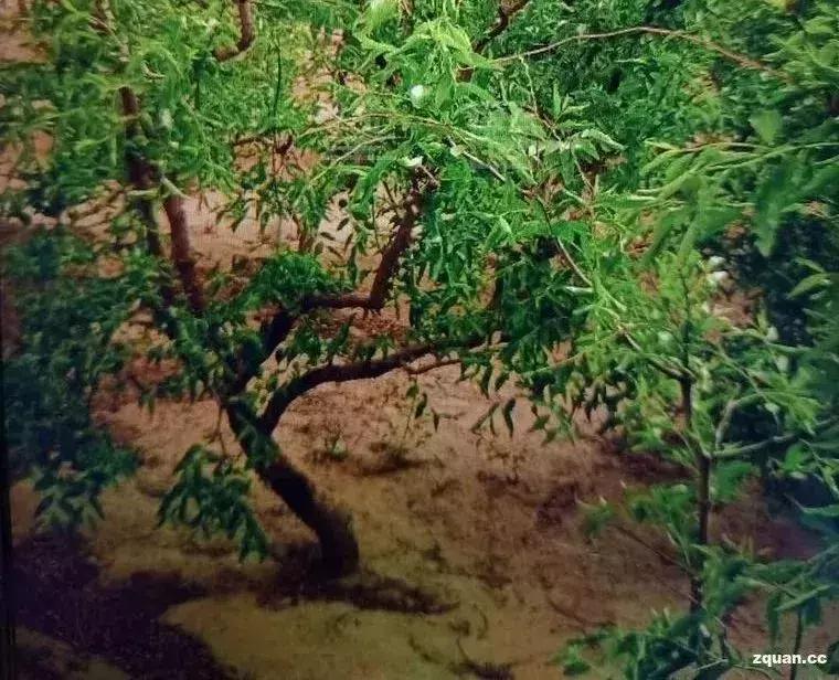 NO.847：阿克苏本地求职招聘、出租转让、农林牧副渔…信息大全